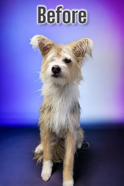 What The Fluff Mobile Grooming — photo from their website