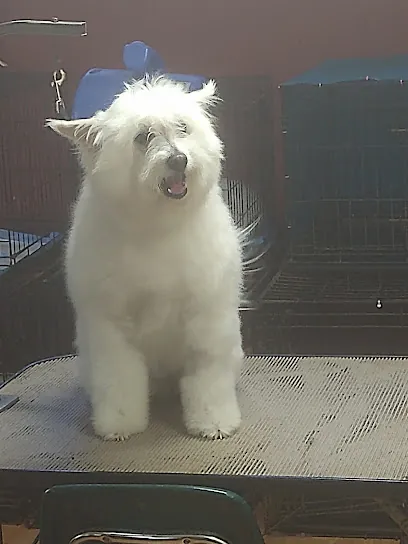 Sassy Fur Mobile Grooming — photo from their website