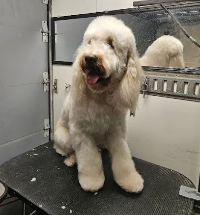 AZ PRECISION PET MOBILE GROOMING — business logo from Google