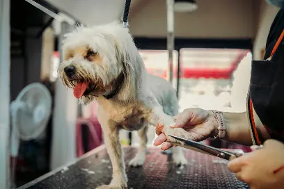 Posh Paws Mobile Pet Grooming — photo from their website