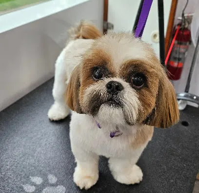 Fairytail Grooming Mobile Service — photo from their website