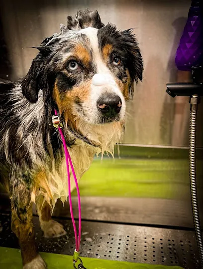 Shampoochies Mobile Pet Grooming — photo from their website