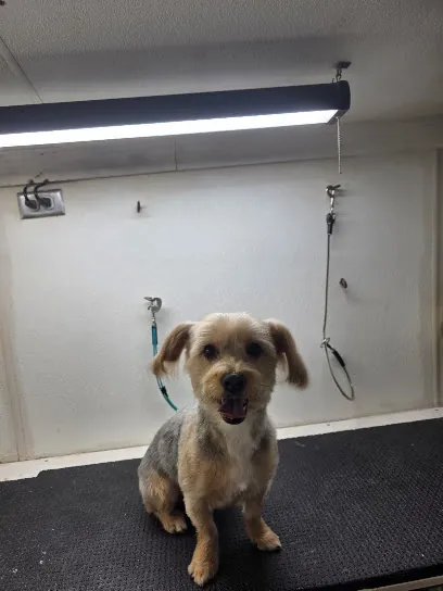 Punky and Purty Pets Mobile Grooming LLC — photo from their website