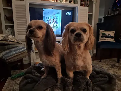 Pete's Mobile Dog & Cat Grooming — photo from their website