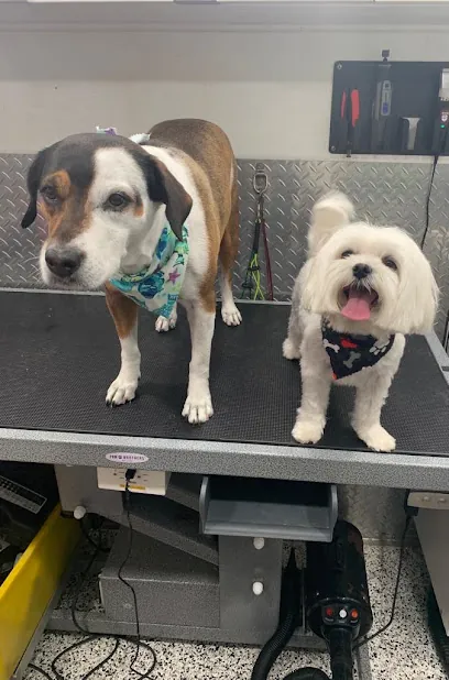 Mobile Pet Grooming Davie — photo from their website