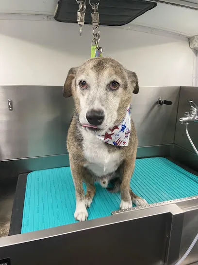 Dashing Paws Mobile Grooming — photo from their website