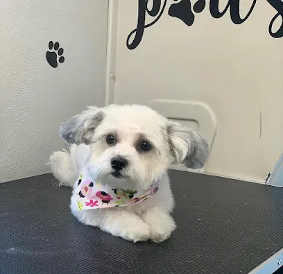 Snouts and Bubbles Mobile grooming — photo from their website
