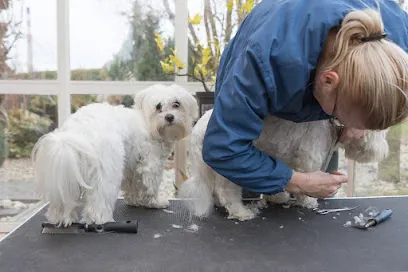 Mobile Dog Grooming Atlanta — photo from their website