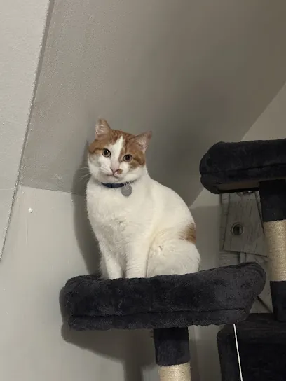 Guaffy Mobile Grooming — photo from their website