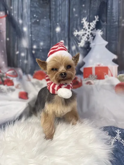 Shag 2 Chic Mobile Dog Grooming — photo from their website