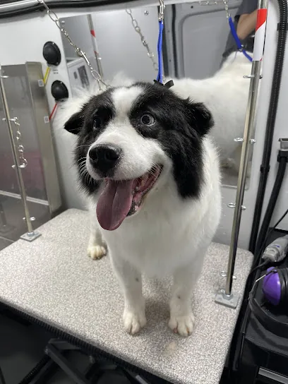 Canis Major Mobile Pet Spa — photo from their website