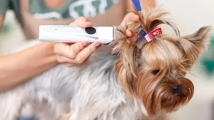 Tina's House Call Dog Grooming — photo from their website