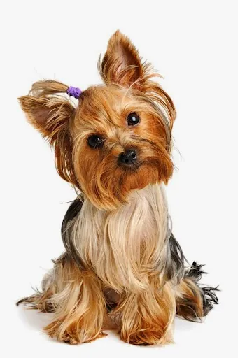 Scoobe Doo Pet Mobile Grooming — photo from their website