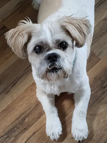 Fluff A Pup IN HOME dog grooming — photo from their website