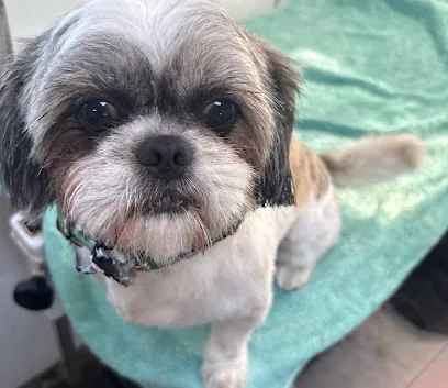Magical Pretty Pets Mobile Grooming — photo from their website
