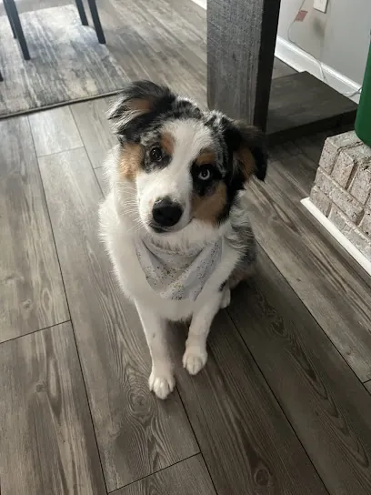 Prissy Paws Mobile Groom LLC — photo from their website
