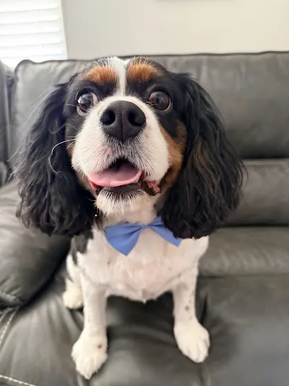 Outlaw Mobile Grooming — photo from their website