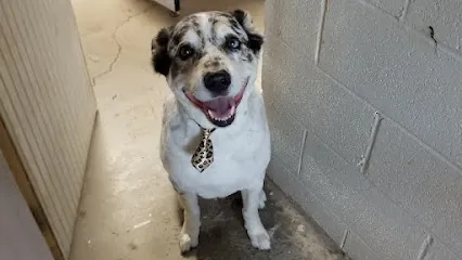 Mighty Fine Dog Grooming (mobile available) — photo from their website