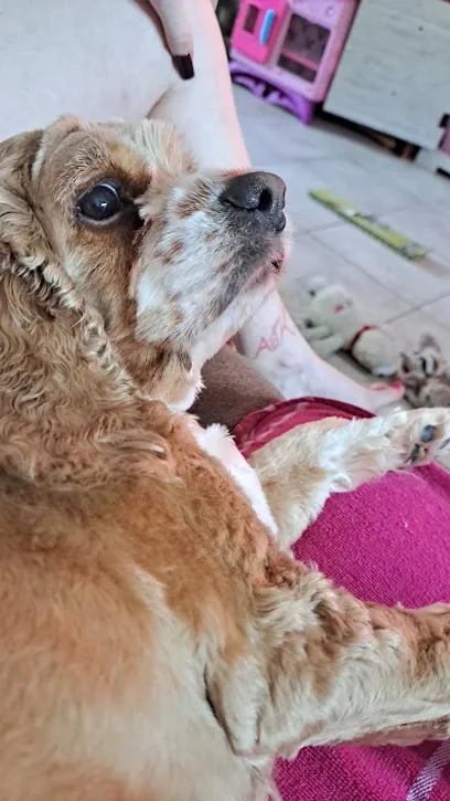 Barking Lot Mobile Pet Grooming — photo from their website