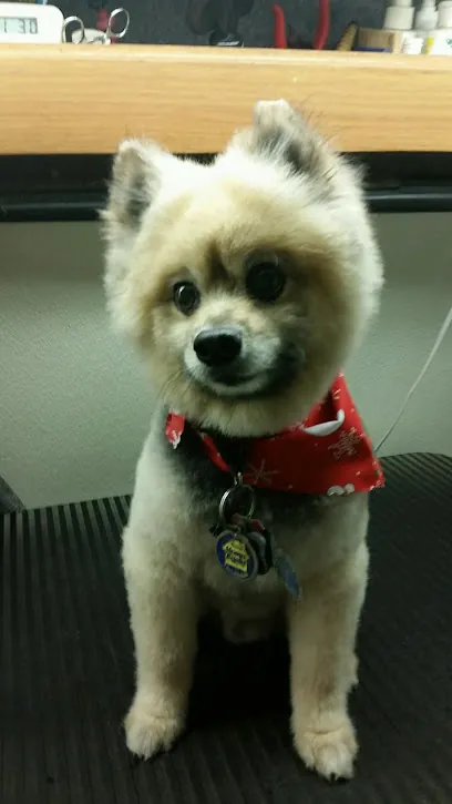 Pet Parlour Mobile Dog Grooming — photo from their website