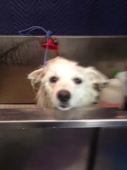 Petstyle Mobile dog Grooming — photo from their website