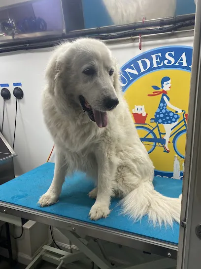 Hundesalong Mobile Pet Grooming — photo from their website