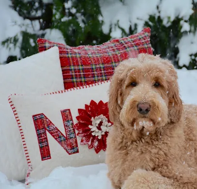 in dog neat o mobile grooming — photo from their website