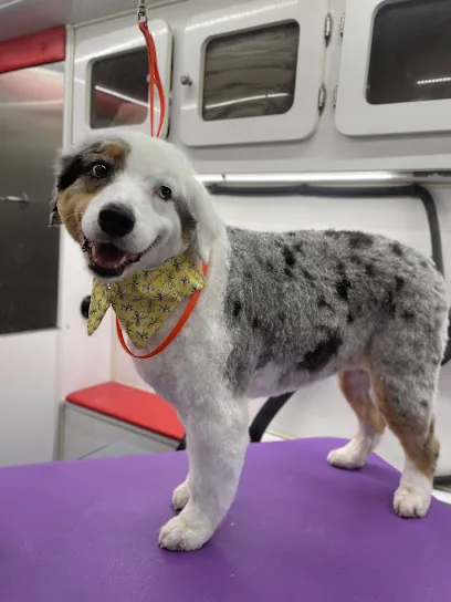 Wags to Riches Luxury Mobile Grooming — photo from their website