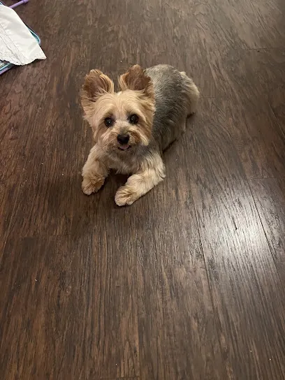 Pup Scrub, LLC Mobile Grooming — photo from their website