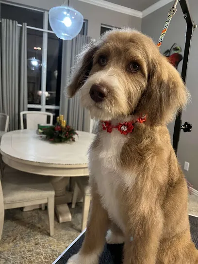Borks and Bubbles Mobile Dog Grooming — photo from their website