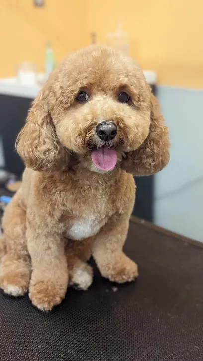 Amanda's Dreamy Dogs Mobile Grooming — photo from their website