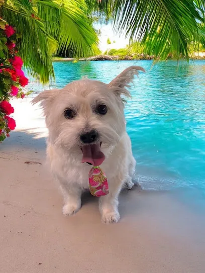 Coastal Canines Mobile Grooming LLC — photo from their website