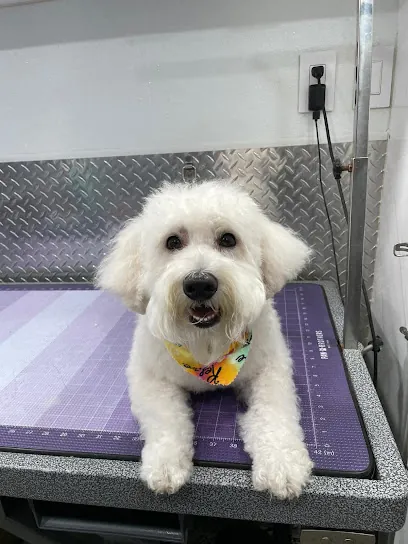 Bling Mobile Pet Grooming — photo from their website
