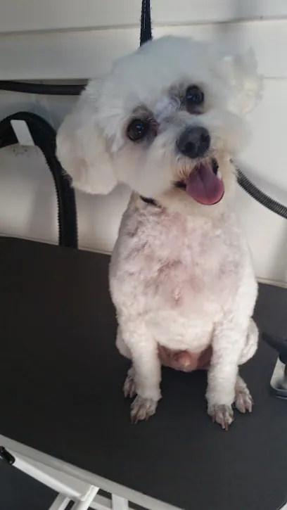Loving Bond Mobile Pet Grooming — photo from their website