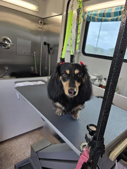 Furever Fabulous Pet Salon — photo from their website