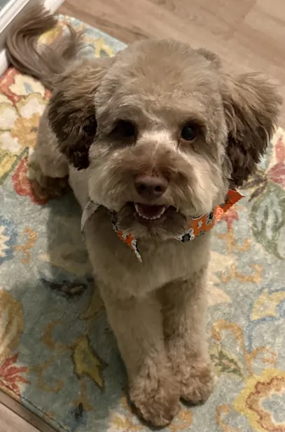 Pet Envy LLC Mobile Grooming — photo from their website