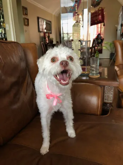 Mobile Grooming Dog Salon — photo from their website