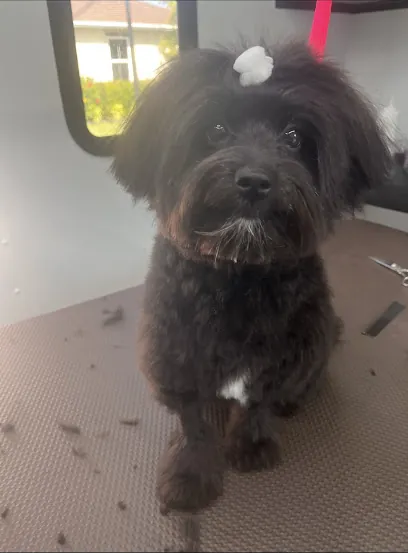 Wags To Whiskers Mobile Grooming LLC — photo from their website