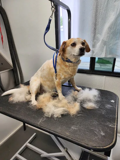 Best Mobile Dog Grooming — photo from their website