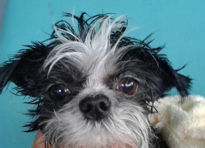 Bark of the Town Pet Grooming — photo from their website