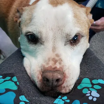 Wagon Wash Holistic Mobile Grooming — photo from their website