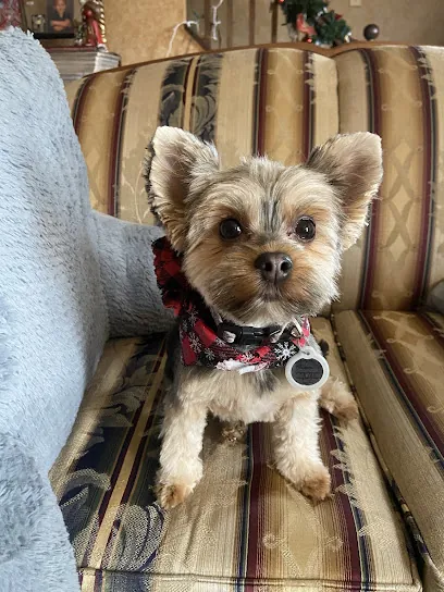 Jazz'd Up Mobile Pet Grooming — photo from their website