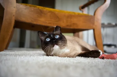 Better Kitty In-Home Cat Grooming & Care — photo from their website