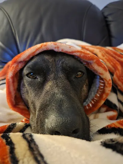 Mobile Paw Clips LLC — photo from their website