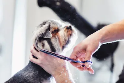 Mobile Dog Grooming Clearwater — photo from their website