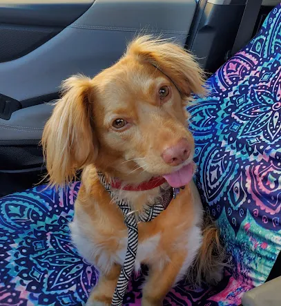 Ray's Holistic Mobile Pet Grooming — photo from their website