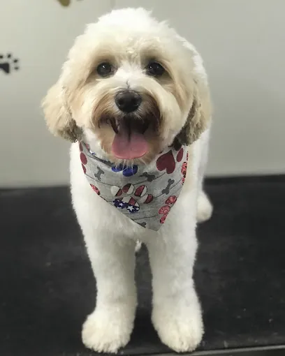 Becca's Pet Mecca Luxury Mobile Dog Grooming — photo from their website