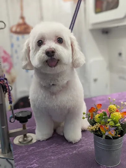 Fetch Trims Mobile Grooming — photo from their website
