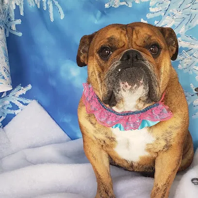 Elite Mobile Dog Wash — photo from their website