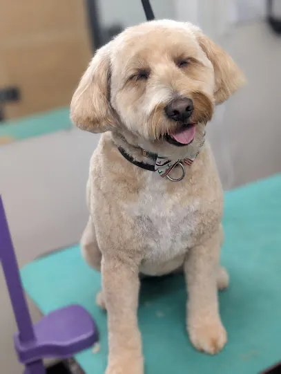 Shear Doodle Mobile Dog Grooming — photo from their website